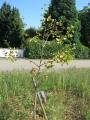 Ginkgobaum im Aug. 2013