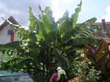 Riesen-Bananenbaum