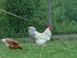 Mössinger Sommer Gottenheim 2010-05