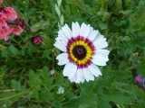 Mössinger Sommer Gottenheim 2010-20
