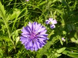 Mössinger Sommer Gottenheim 2010-22