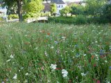 Mössinger Sommer Gottenheim 2010-24