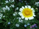 Mössinger Sommer Gottenheim 2010-34