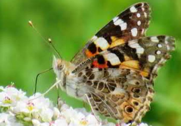 Schmetterling © Foto: Ralf Bertram