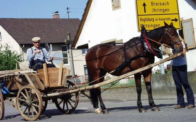 Ja was jetzt: Hü oder Hott ?