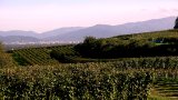 Ausblick vom Tuniberg auf Freiburg