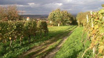 Wandern im Gottenheimer Rebberg