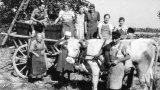 Gottenheimer beim Herbsten 1947