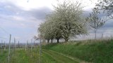 Reben 03